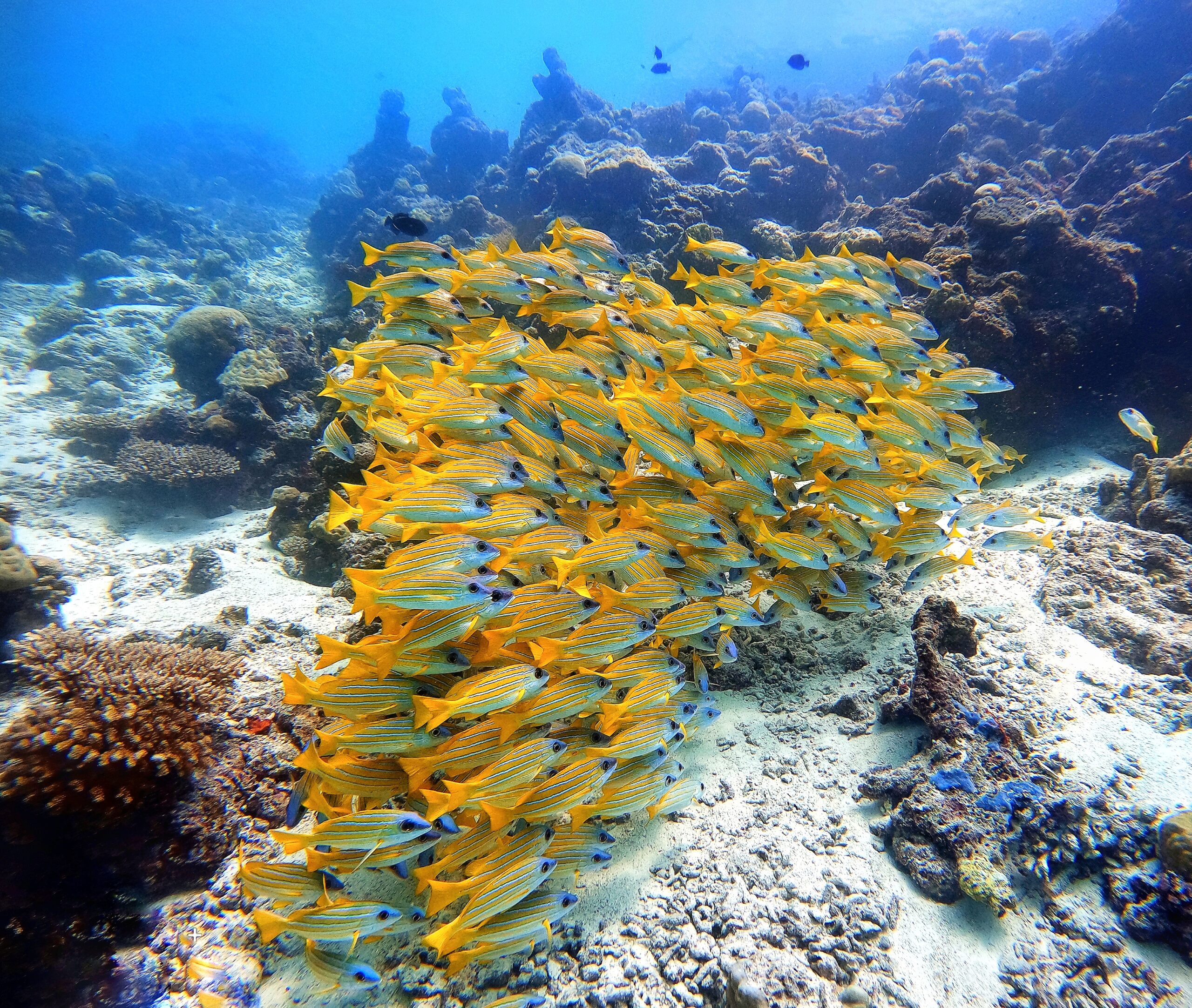 in immersione con Grazia Palmisano