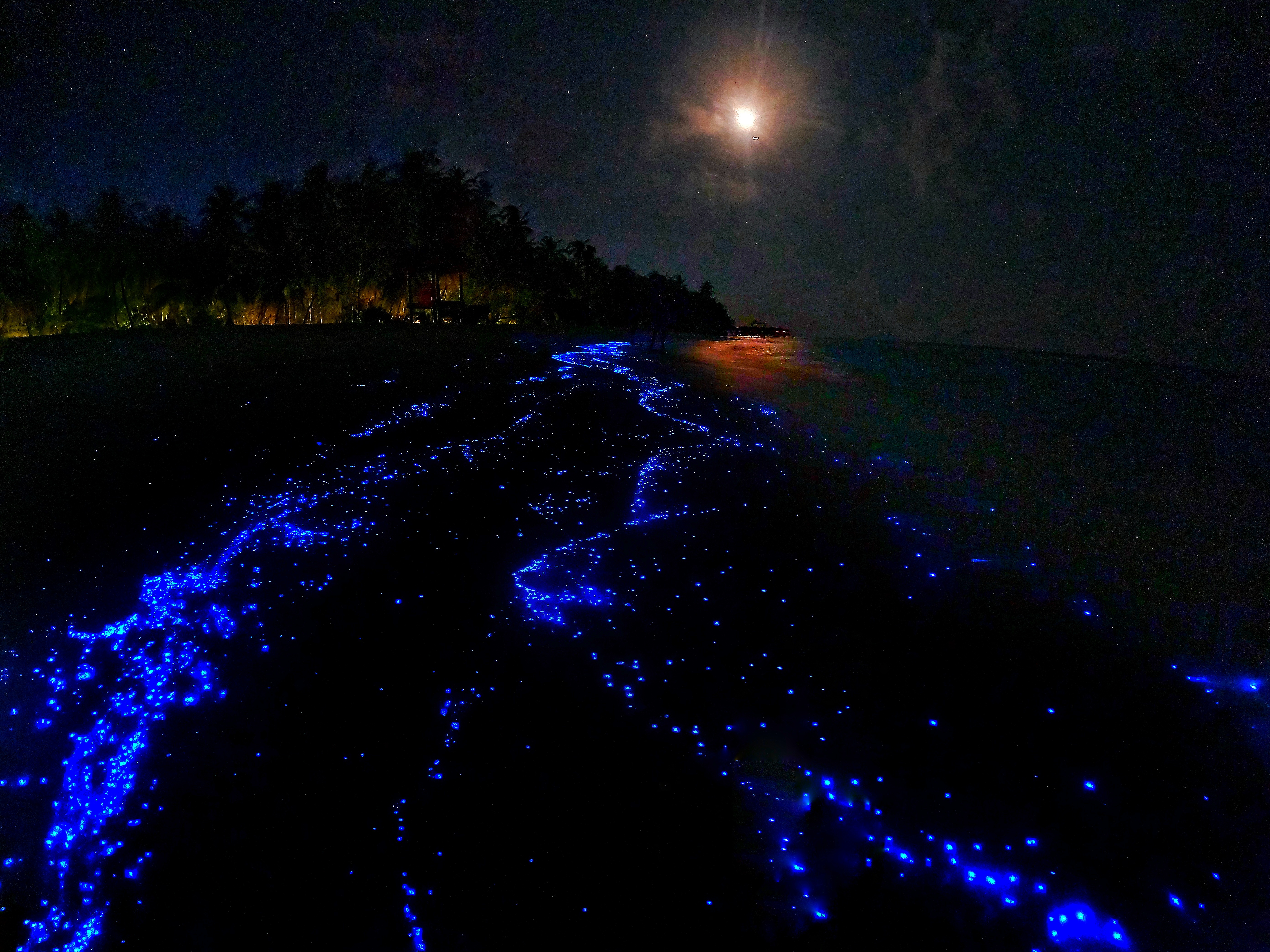 Bioluminescenze alle maldive  con Grazia Palmisano